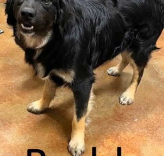 Photo of Buddy