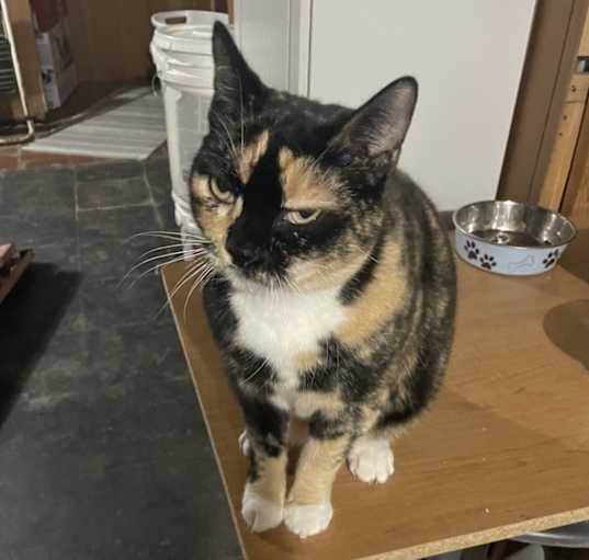 Photo of Snickers