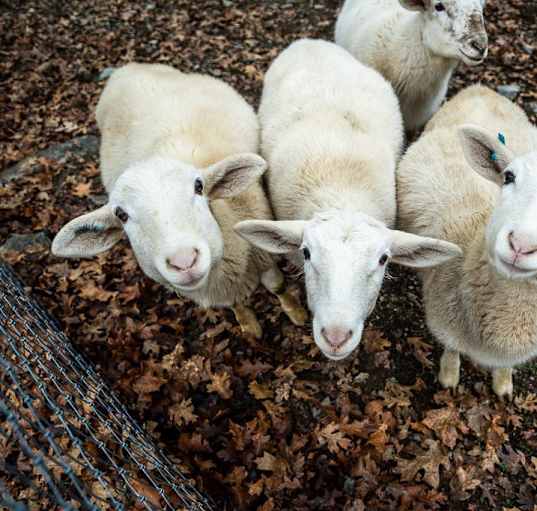 Photo of Katahdin Sheep
