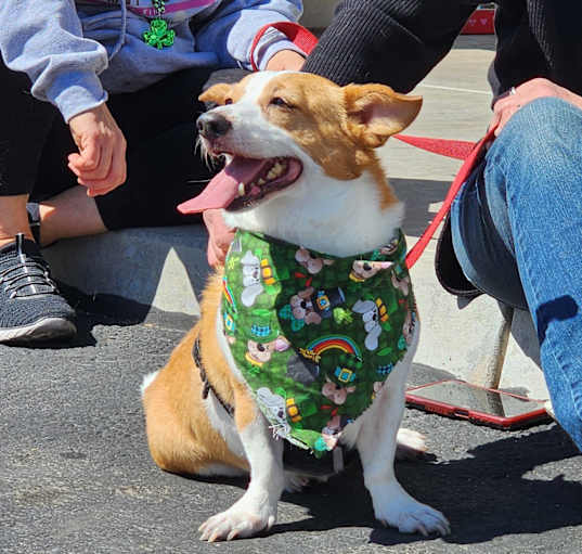 Photo of Buddy
