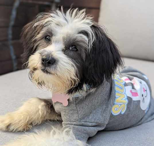 Photo of Blossom-ADOPT Me!