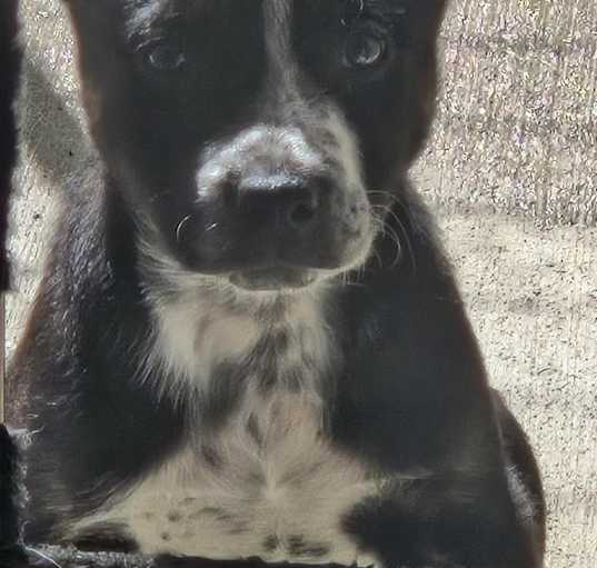 Photo of Rowdy