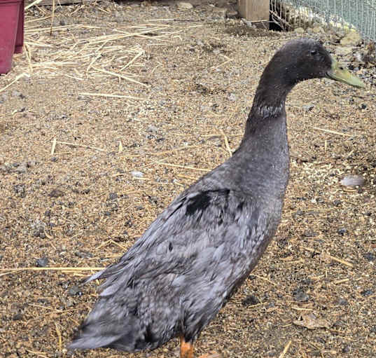 Photo of Draco