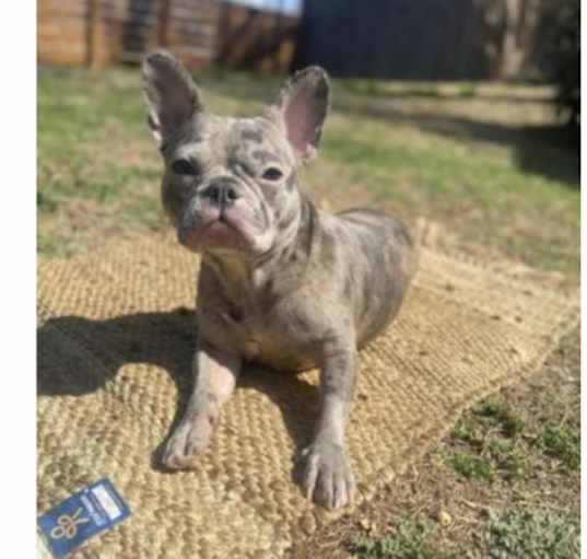 Photo of Livi (Dallas)