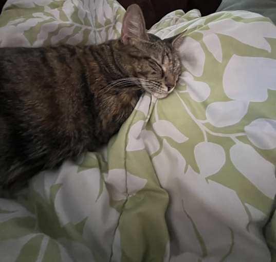 Photo of Dimpu
