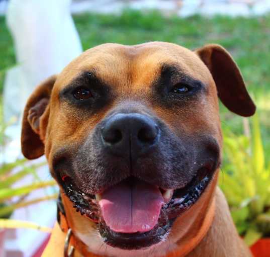 Photo of Diesel