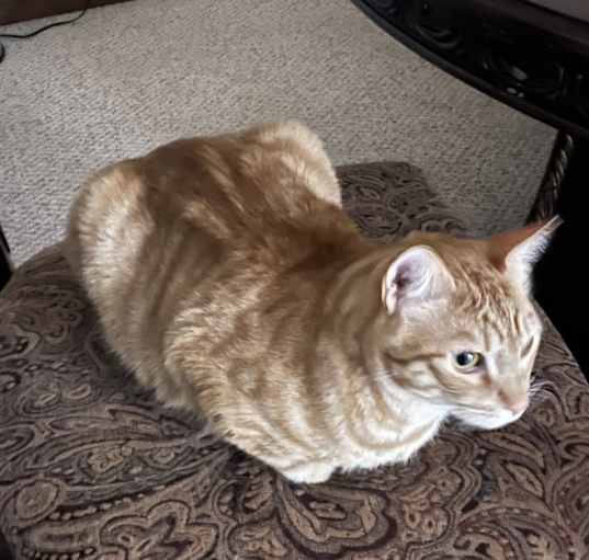 Photo of Tiger