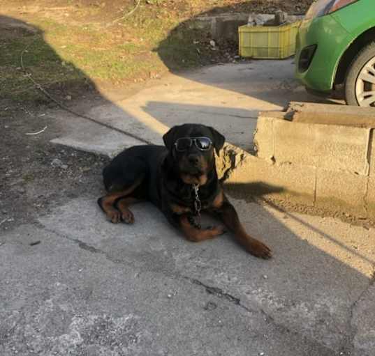 Photo of Kujo