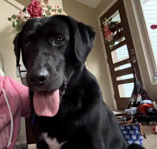 Photo of Onyx