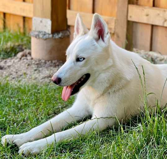 Photo of Nanuk