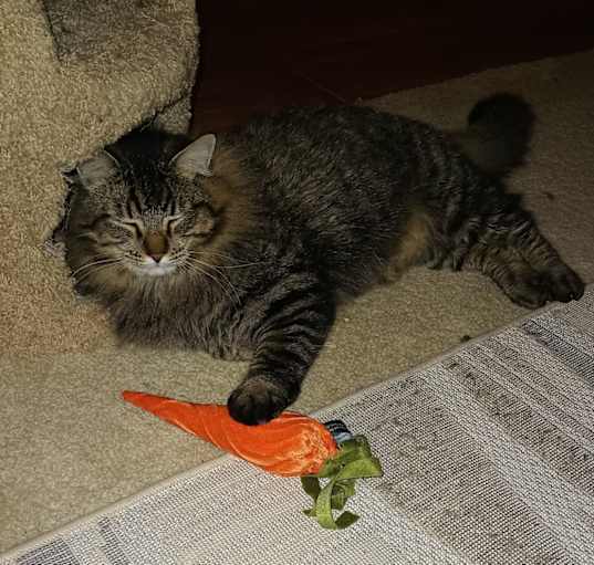 Photo of Scout