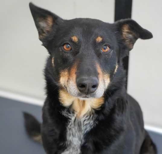Photo of Max (Bonded to Luna)