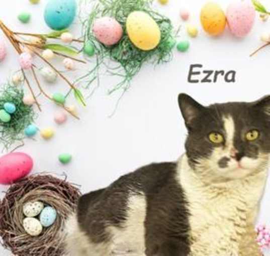 Photo of Ezra