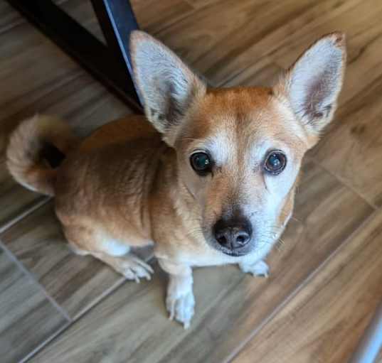 Photo of Boo