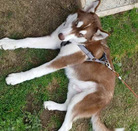 Photo of Max