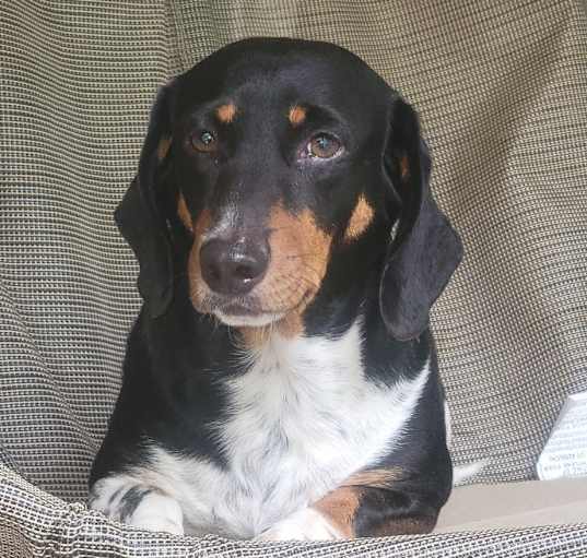 Photo of Max