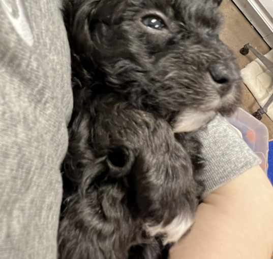 Photo of Obi