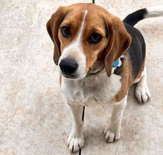 Photo of Dodge
