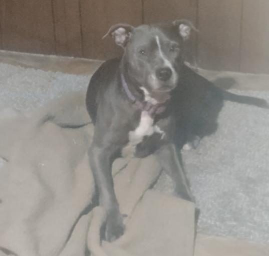 Photo of Luna