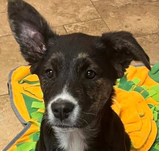 Photo of Clover