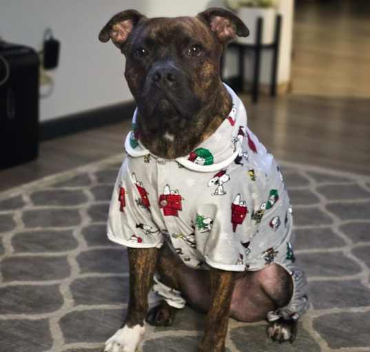 Photo of Bruno