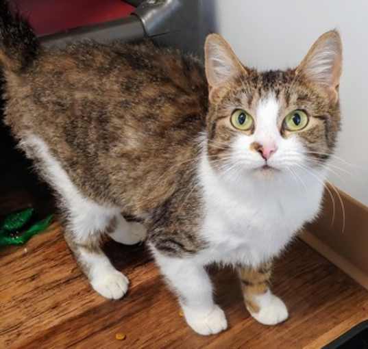 Photo of Tabby