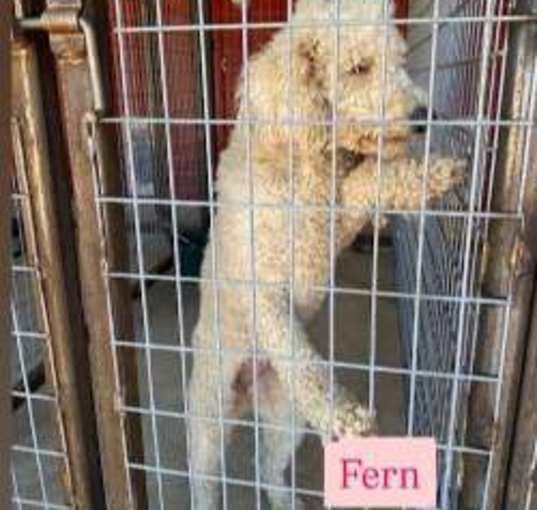 Photo of Fern
