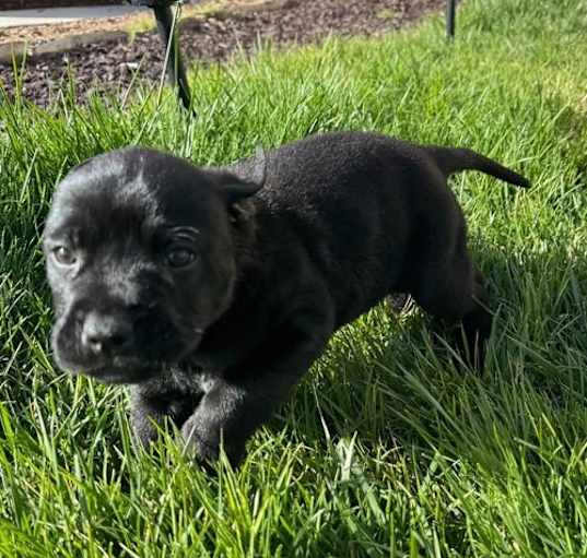 Photo of Onyx