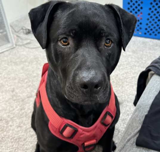 Photo of Bear