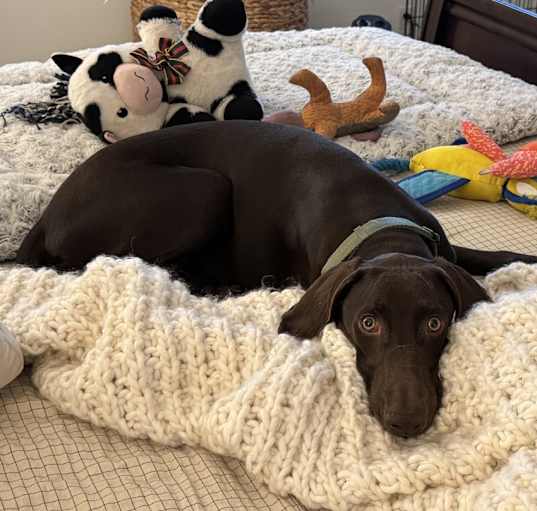 Photo of Baloo