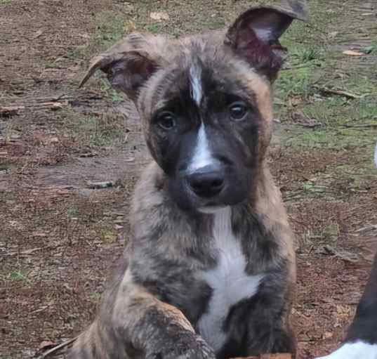 Photo of Tigger