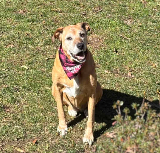Photo of Bonnie
