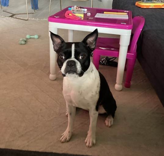 Photo of Bella