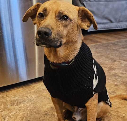 Photo of Trooper