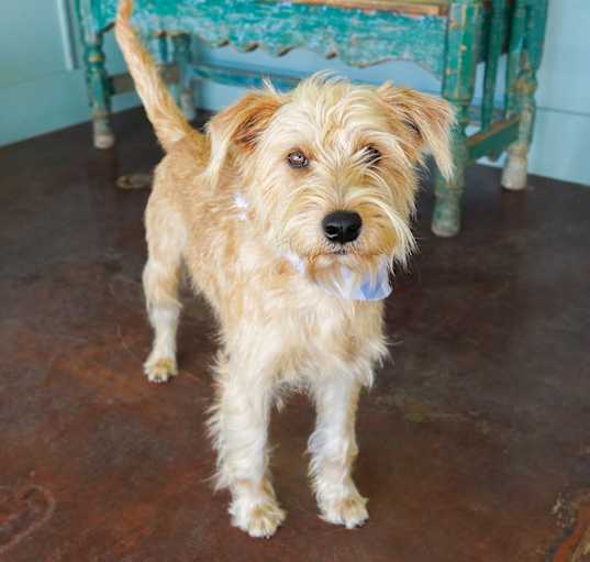 Photo of Goose