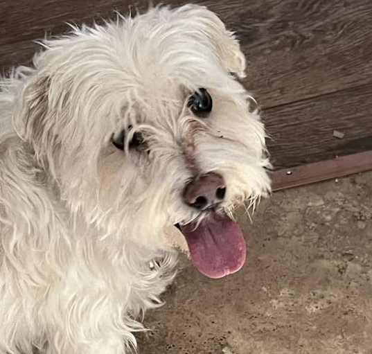 Photo of Tuffy