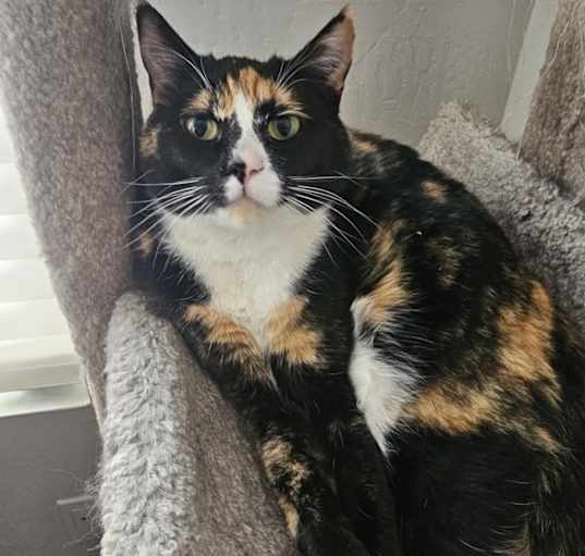 Photo of Cheeto