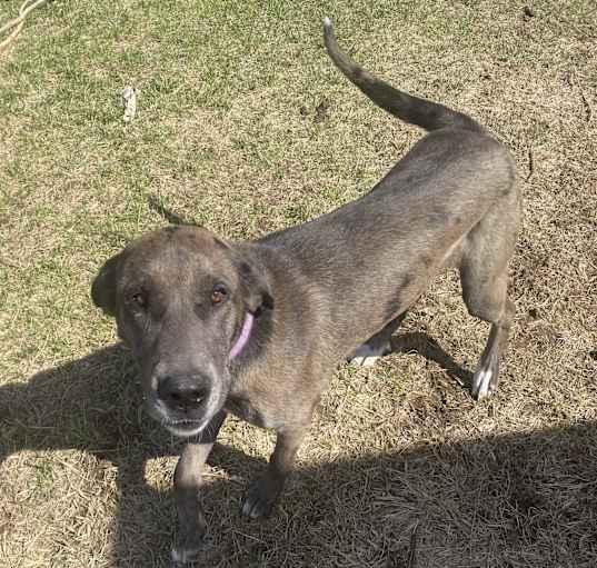 Photo of Millie (Sol’s Pups 2)