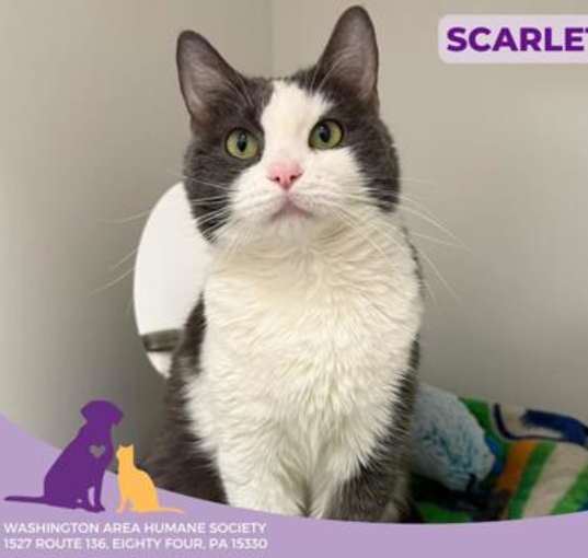 Photo of Scarlet