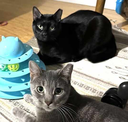 Photo of Cosmo and Luna