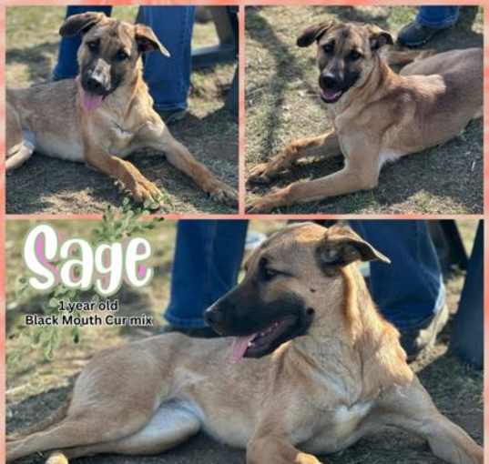 Photo of Sage