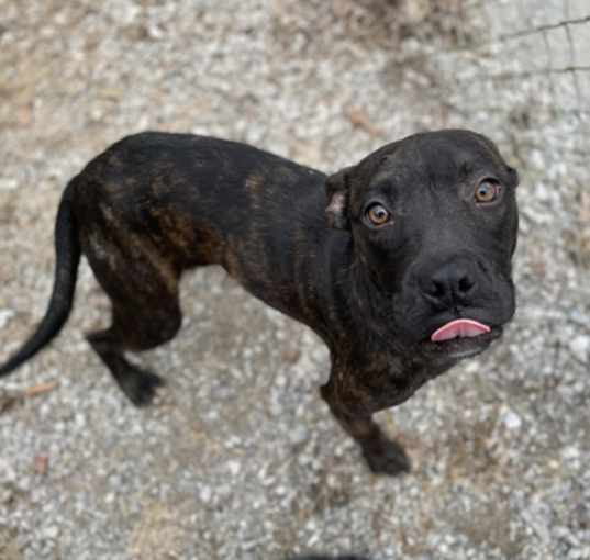 Photo of Pittie Peaches