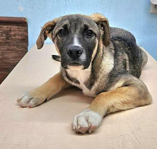 Photo of Hayden - Foster or Adopt Me!