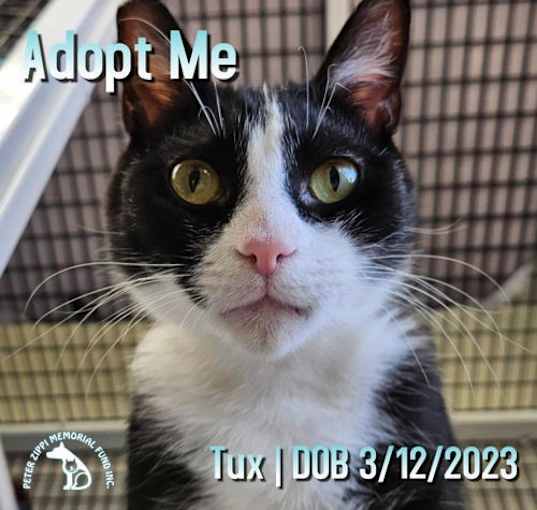 Photo of Tux