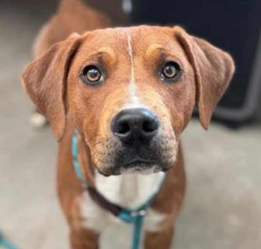Photo of Copper