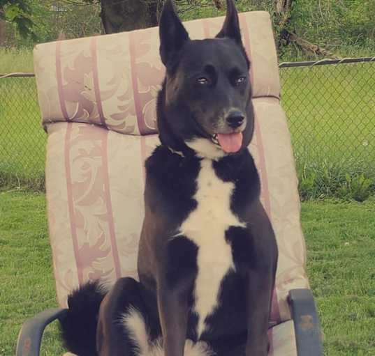 Photo of Dixie