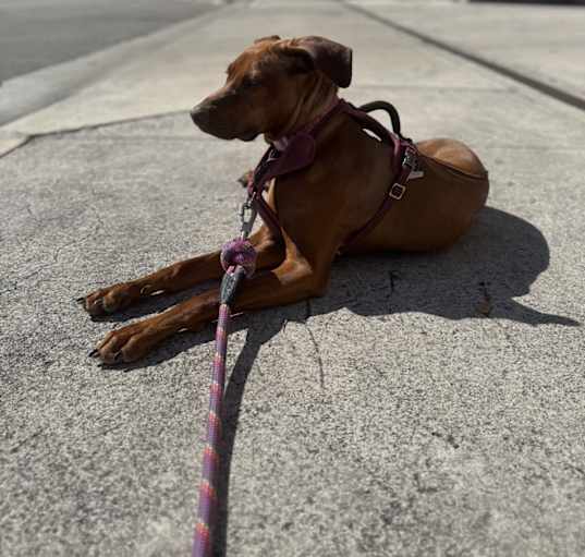 Photo of Olive