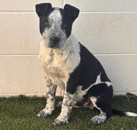 Photo of Buzz 0651