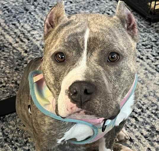 Photo of Dutchess