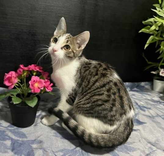 Photo of Selene